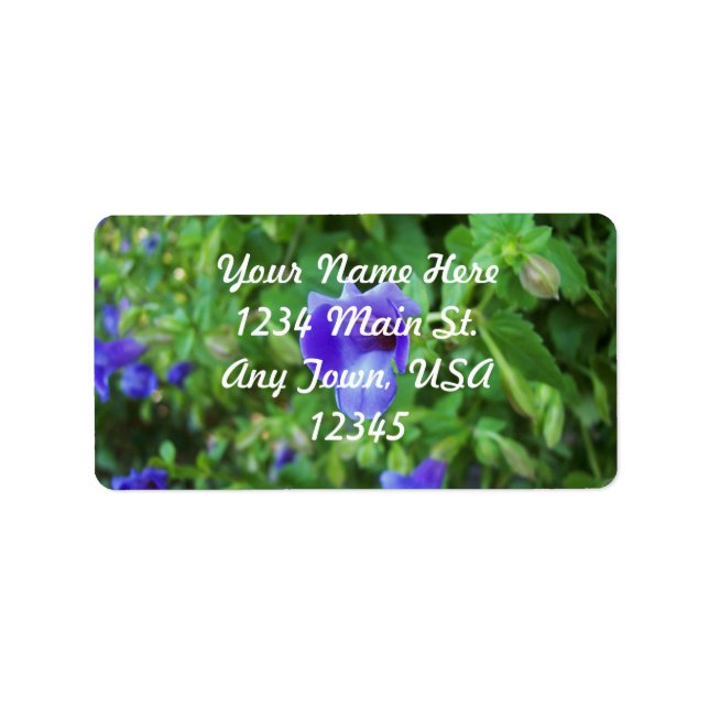 Torenia Label (Front)