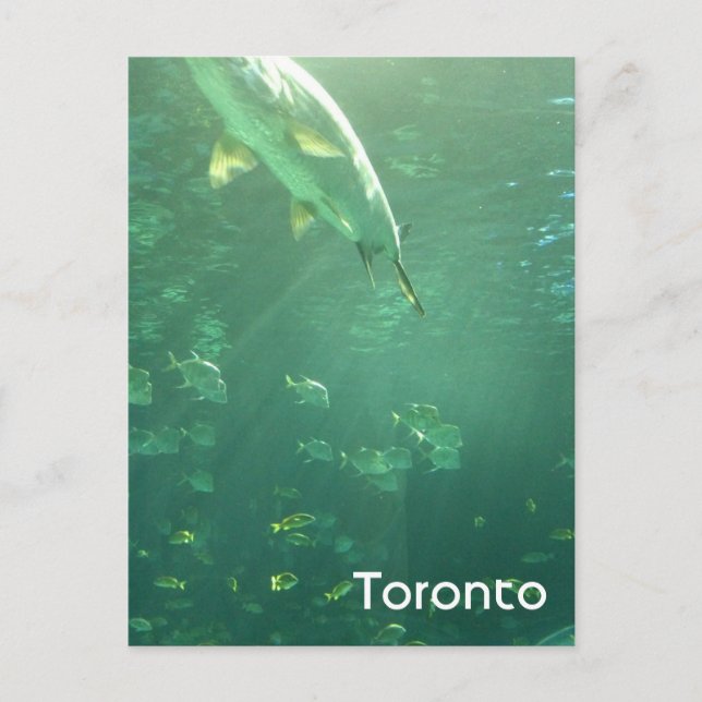 Toronto Aquarium Postcard (Front)