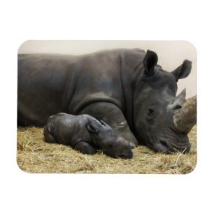 Toronto Zoo baby white rhino Magnet
