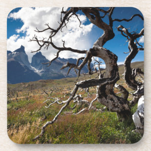 Torres del Paine National Park, fire damaged trees Coaster