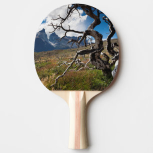 Torres del Paine National Park, fire damaged trees Ping Pong Paddle