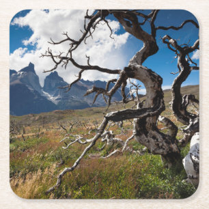 Torres del Paine National Park, fire damaged trees Square Paper Coaster