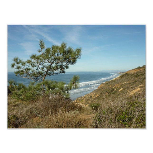 Torrey Pine and California Coastline Landscape Photo Print (Front)