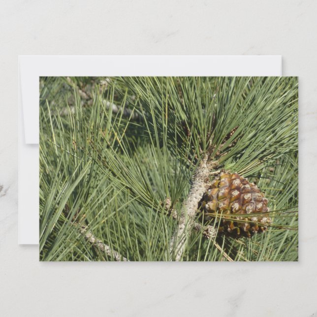 Torrey Pine Closeup California Botanical Card (Front)