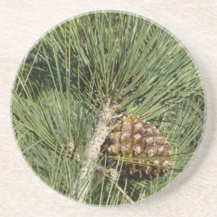 Torrey Pine Closeup California Botanical Coaster