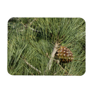 Torrey Pine Closeup California Botanical Magnet