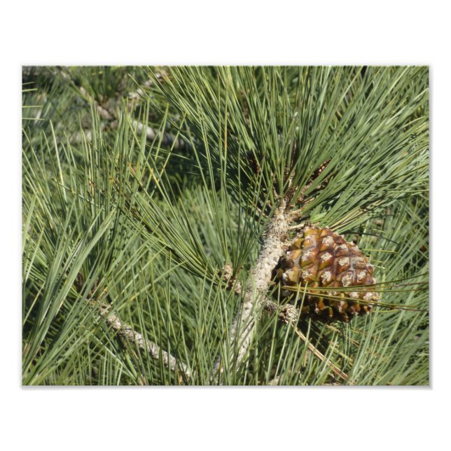 Torrey Pine Closeup California Botanical Photo Print (Front)