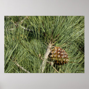 Torrey Pine Closeup California Botanical Poster