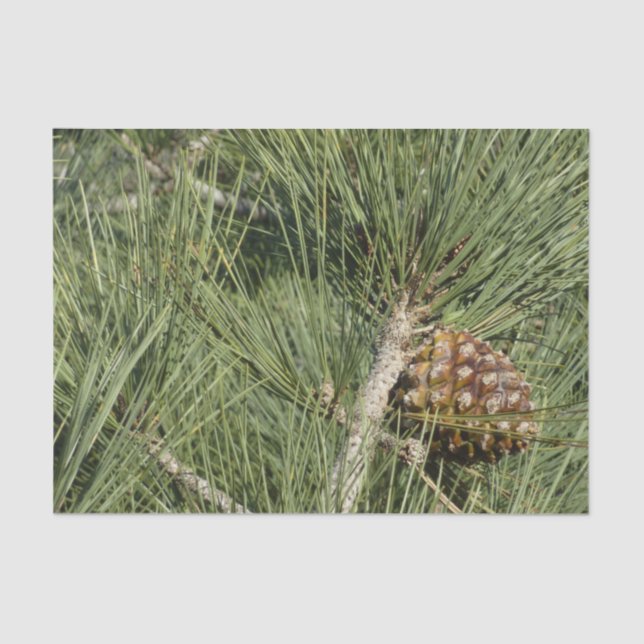 Torrey Pine Closeup California Botanical Tissue Paper (Front)