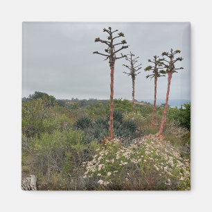 Torrey Pines Tree Clusers in San Diego Photo Magnet