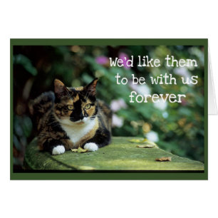 Tortie Cat on Garden Bench - Sympathy