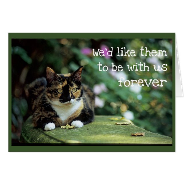 Tortie Cat on Garden Bench - Sympathy (Front Horizontal)