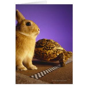 Tortoise and the hare