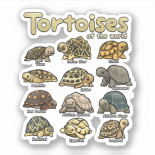 Tortoise Animals of the World Cute Reptile Turtle 