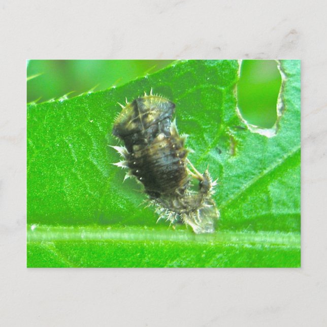 Tortoise Beetle Larva Insect Postcard (Front)