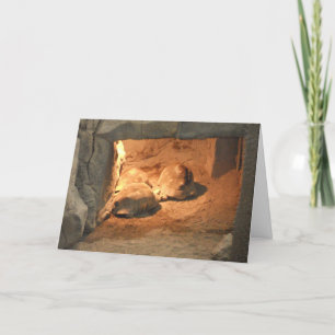 "Tortoise Cave" Get Well Card