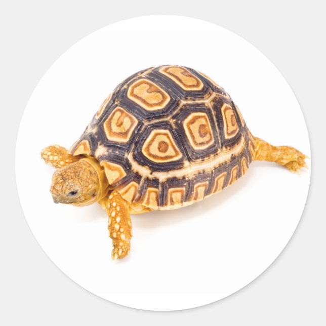 Tortoise Classic Round Sticker (Front)