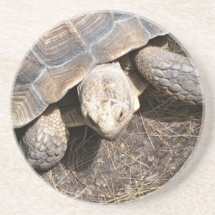 Tortoise Coaster