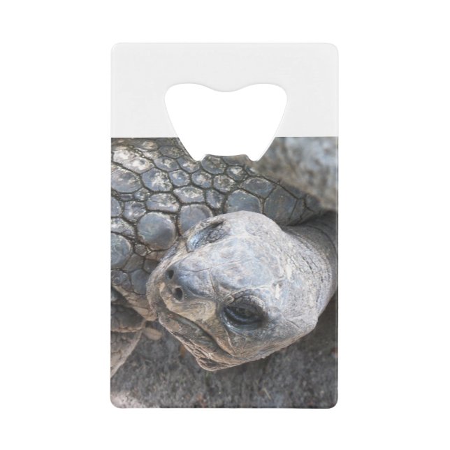 Tortoise Face (Front)