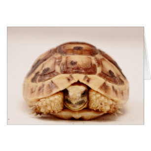 Tortoise hiding in shell