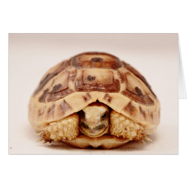 Tortoise hiding in shell (Front Horizontal)