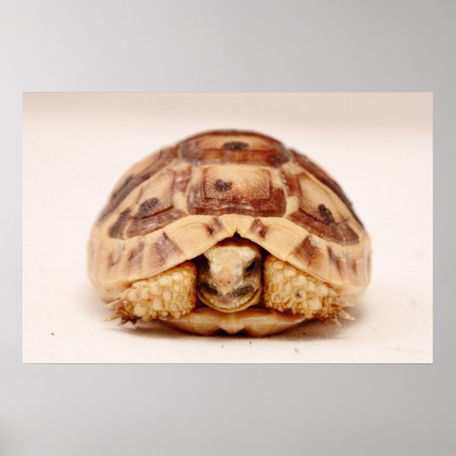 Tortoise hiding in shell poster (Front)