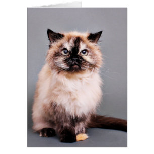 Tortoise Himalayan Cat Portrait Photo