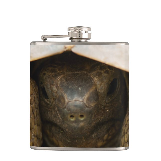 Tortoise Hip Flask (Front)