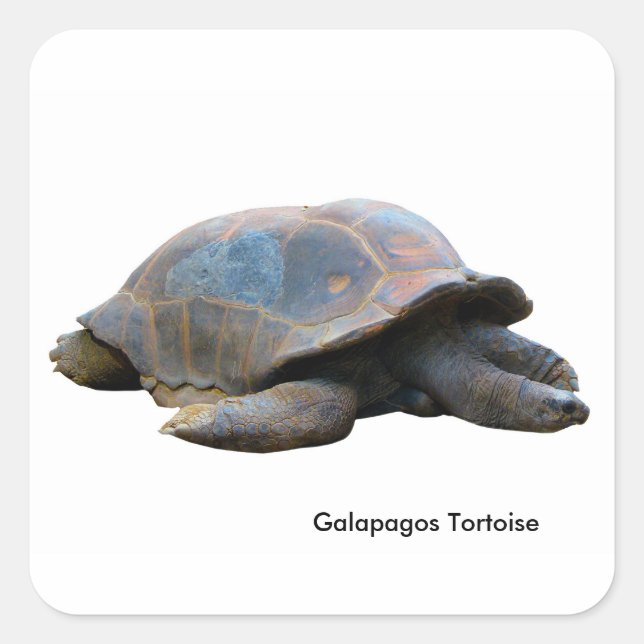 Tortoise image for Square-Stickers-Glossy Square Sticker (Front)