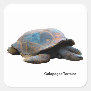 Tortoise image for Square-Stickers-Glossy Square Sticker