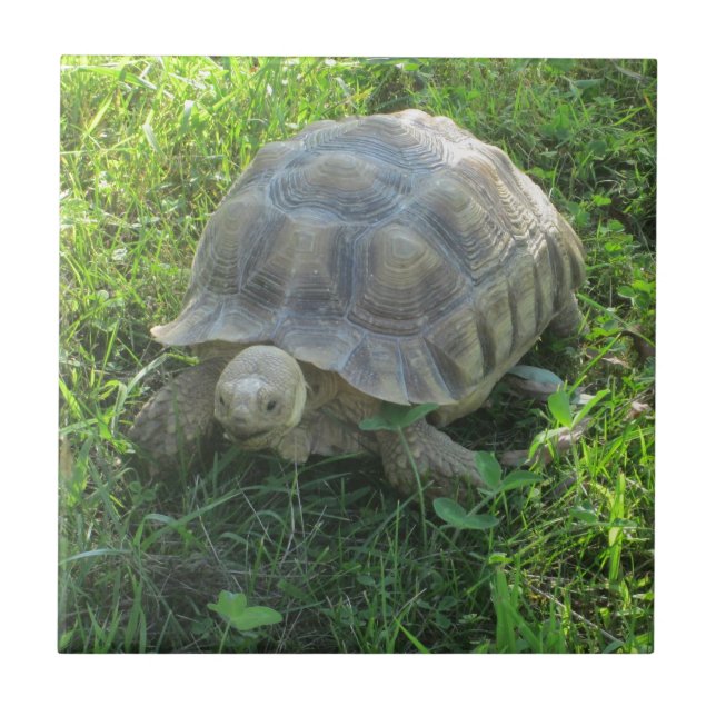 Tortoise in Grass Ceramic Tile (Front)
