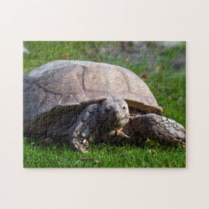 Tortoise Jigsaw Puzzle