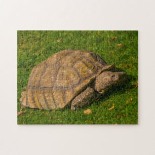 Tortoise Jigsaw puzzle