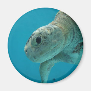 tortoise magnet