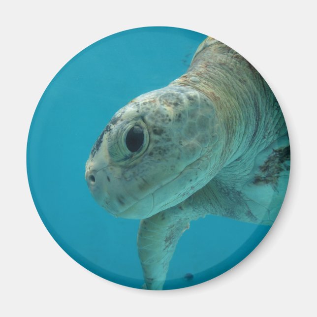 tortoise magnet (Front)
