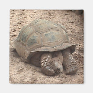 Tortoise Magnet