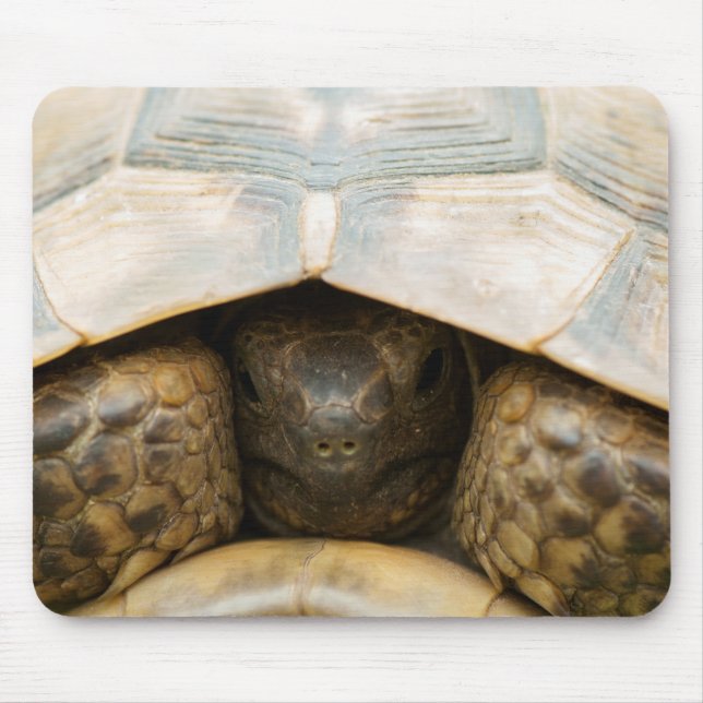 Tortoise Mouse Pad (Front)