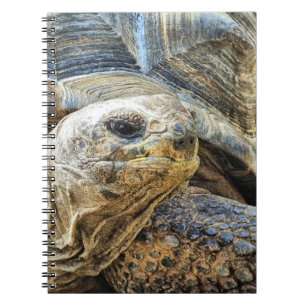 TORTOISE NOTEBOOK