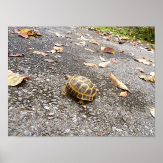 Tortoise on a Mission Animal Poster
