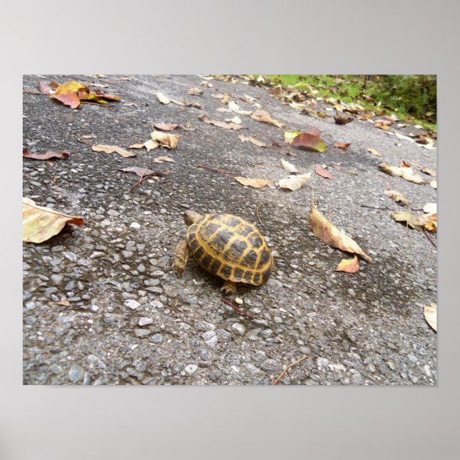 Tortoise on a Mission Animal Poster (Front)