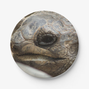 Tortoise Paper Plate