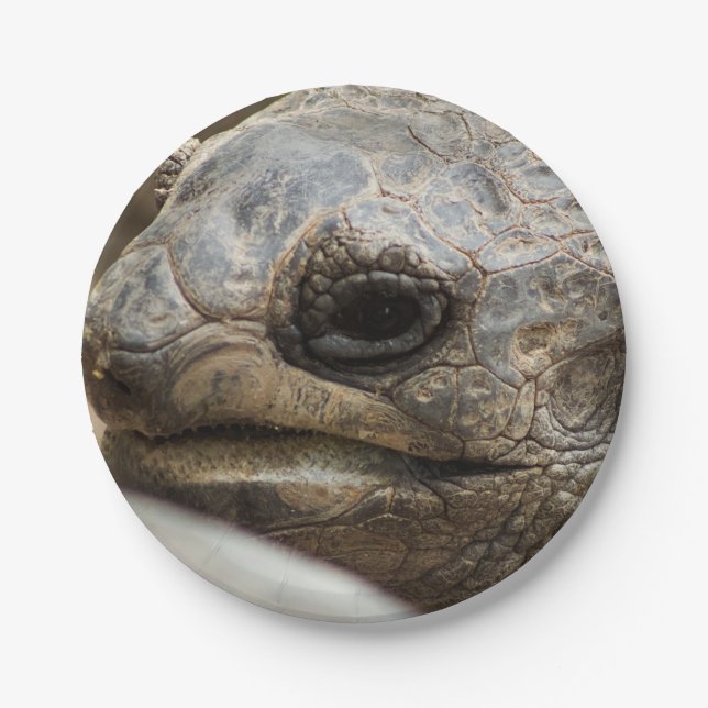 Tortoise Paper Plate (Front)