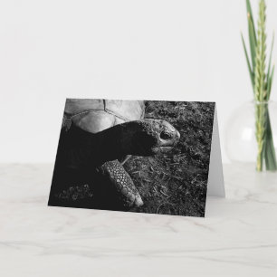 Tortoise Photograph in Black and White Card