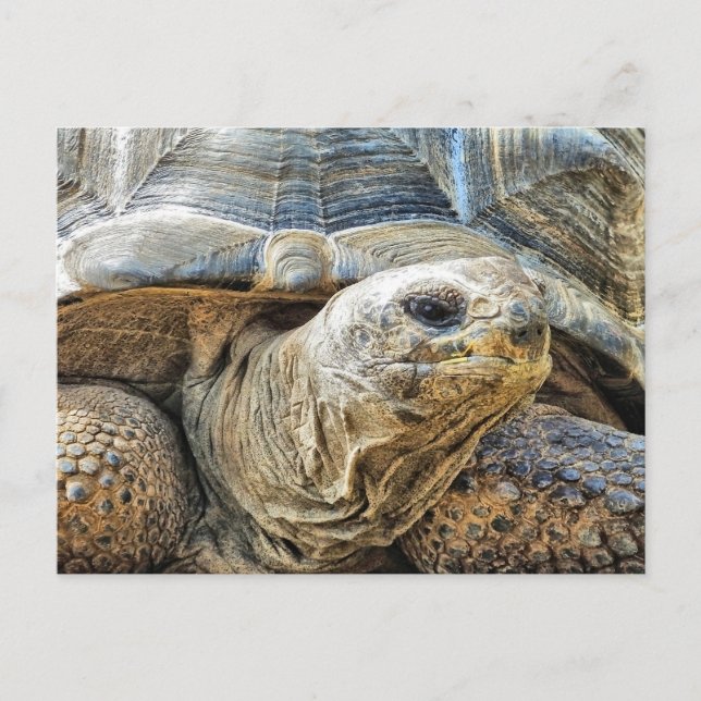 TORTOISE POSTCARD (Front)