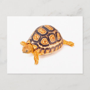 Tortoise Postcard