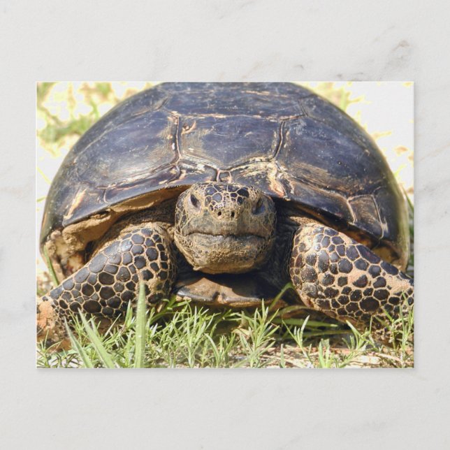 Tortoise Postcard (Front)