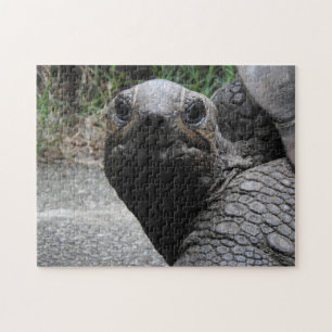 Tortoise Puzzle
