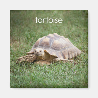 Tortoise Refrigerator Magnet