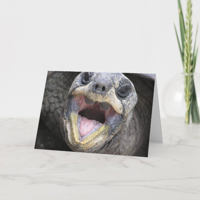 Tortoise Says Hi! Card (Front)