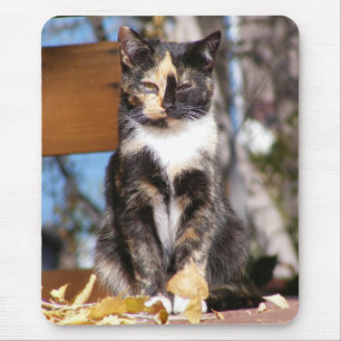 Tortoise Shell Kitten 1 Mouse Pad